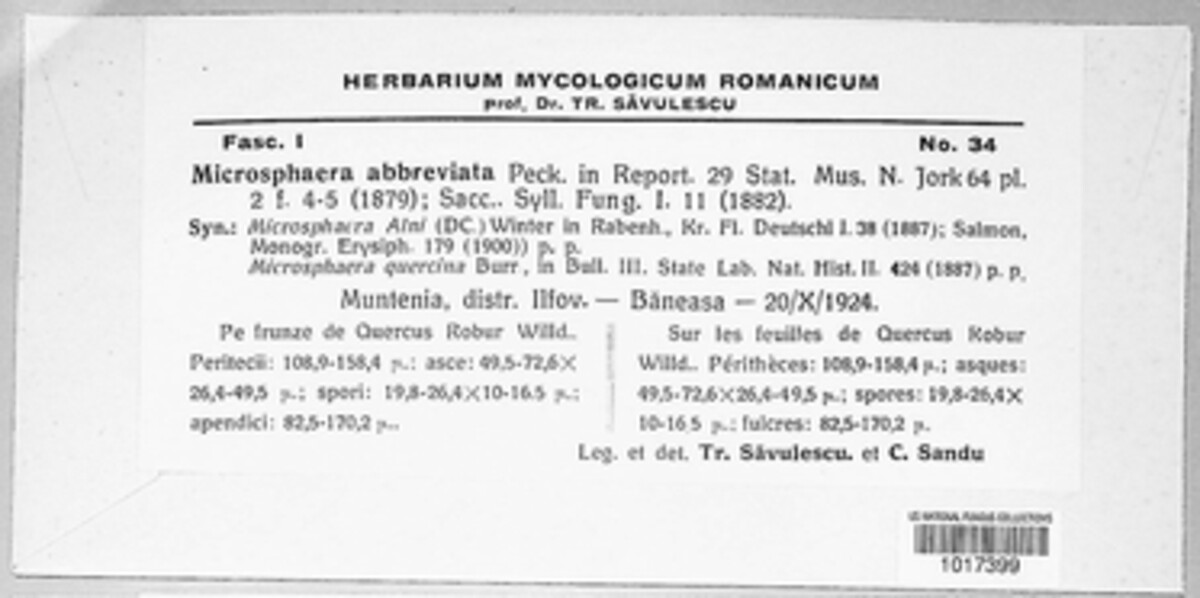 Erysiphe abbreviata image